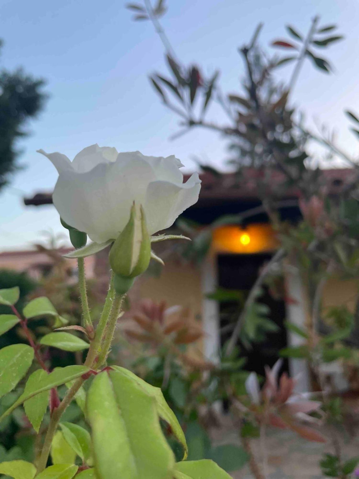 Villa Tina Country Beach Apartments Acharavi  Kamer foto