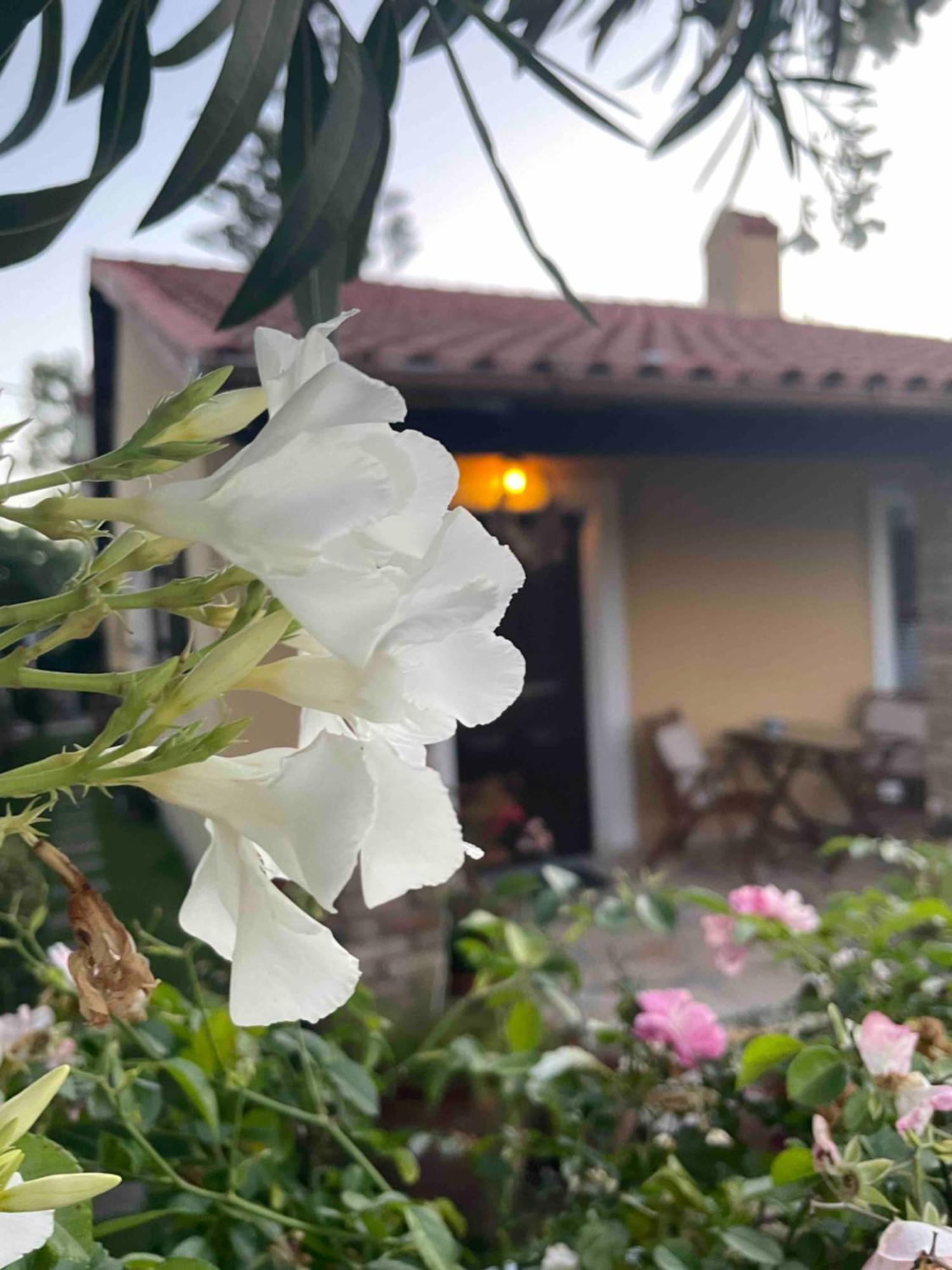 Villa Tina Country Beach Apartments Acharavi  Kamer foto